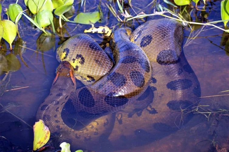 Interpretações Gerais De Sonhos Com Cobras