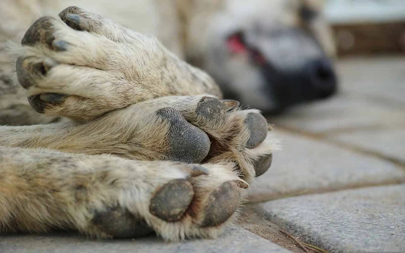 Interpretações Gerais Do Sonho Com Cachorro Morto