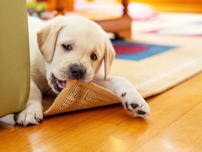 Interpretações Para Sonhar Com Cachorros Morrendo