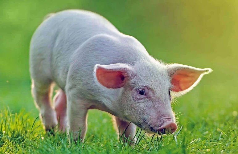 Mais Interpretações De Sonhos Com Lavagem De Porco