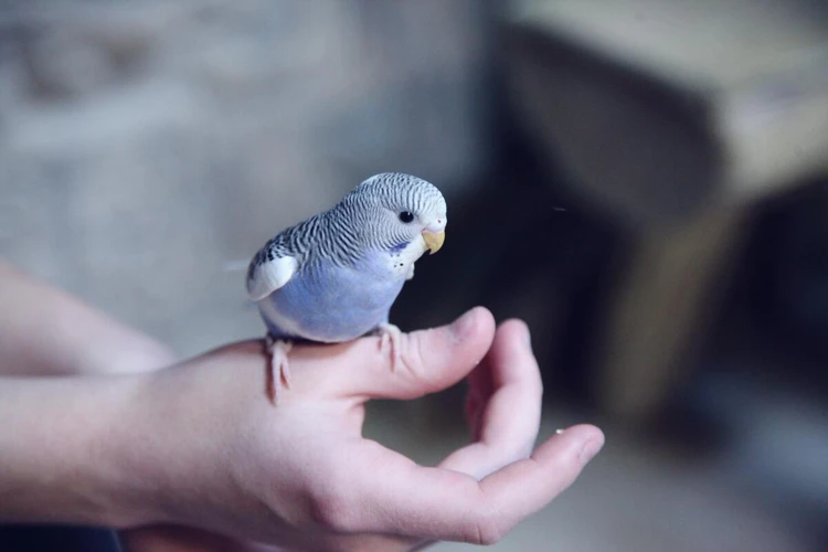 O Que A Cor Azul Pode Simbolizar No Sonho?