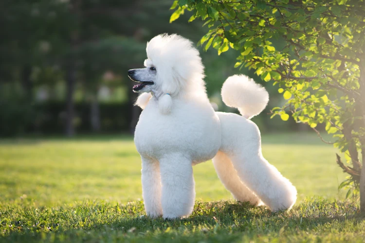 O Que É Um Cachorro Poodle?