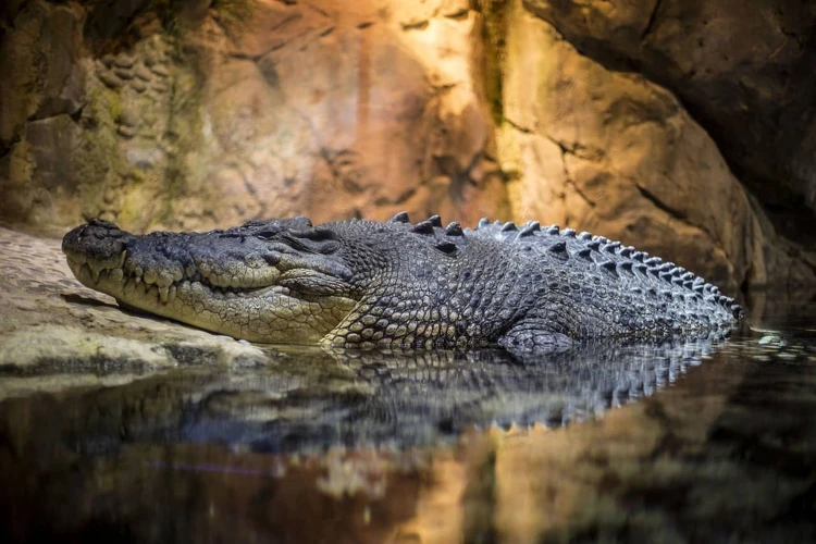 O Que Pode Significar Sonhar Com Ataque De Crocodilo?