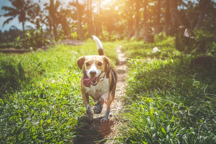 O Que Significa Sonhar Com Animal De Estimação Morto?