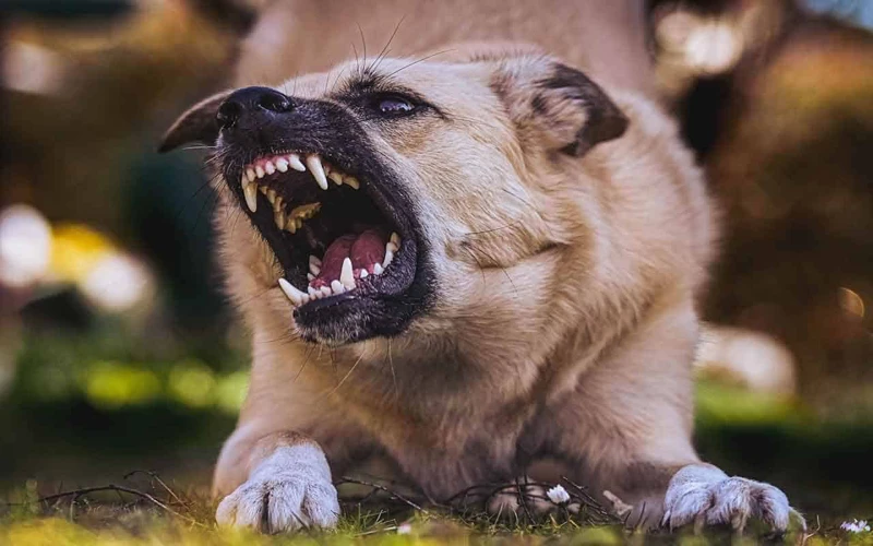 O Que Significa Sonhar Com Cachorro Mordendo O Rosto