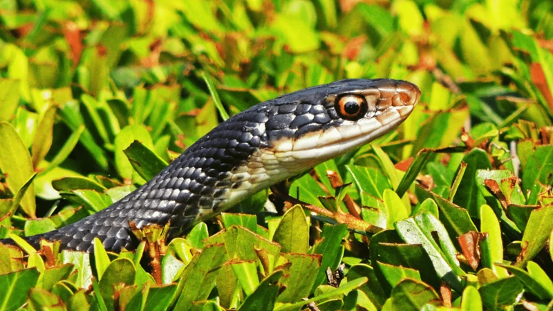 O Que Significa Sonhar Com Cobra Grande E Mansa?