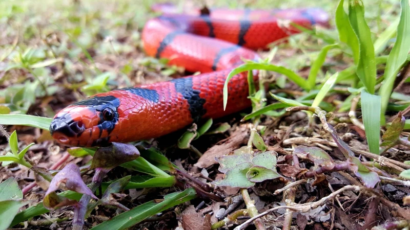 O Que Significa Sonhar Com Uma Cobra Vermelha