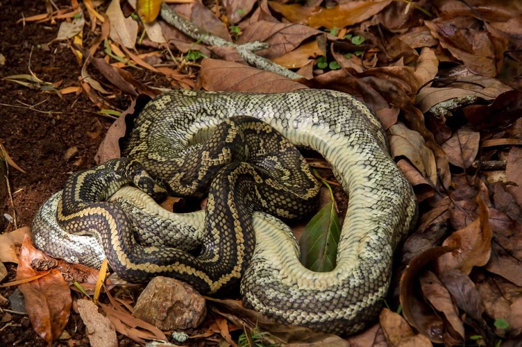 Os Possíveis Significados De Sonhar Com Cobra Entrando No Buraco