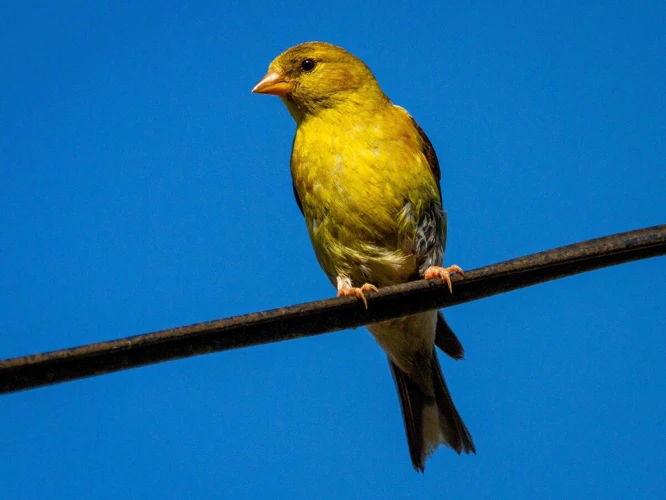 Outras Interpretações De Sonhar Com Pássaros No Ninho