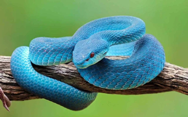 Outros Possíveis Significados De Sonhar Com Cobra Azul Grande