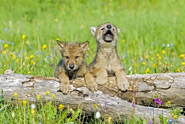 Outros Significados De Sonhar Com Lobo