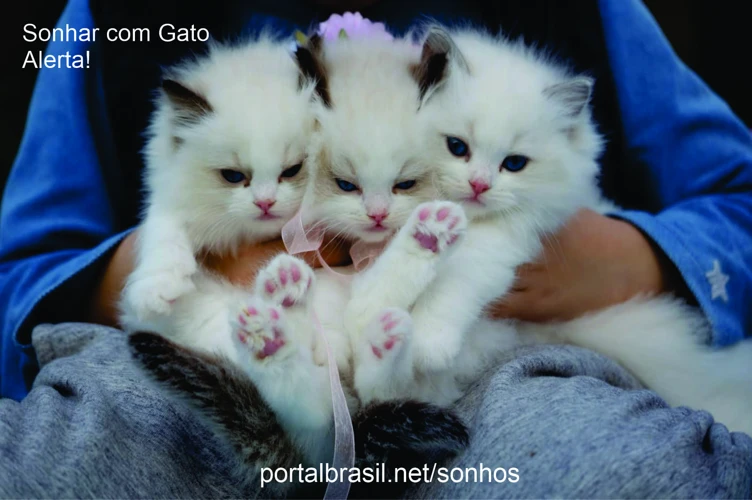 Outros Sonhos Com Gatos