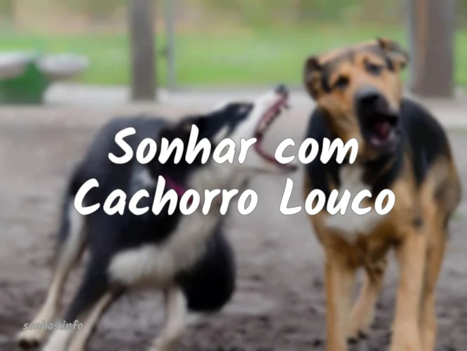 Significado De Sonhar Com Cachorro Louco