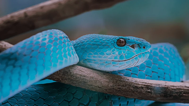 Significado De Sonhar Com Cobra Azul Grande