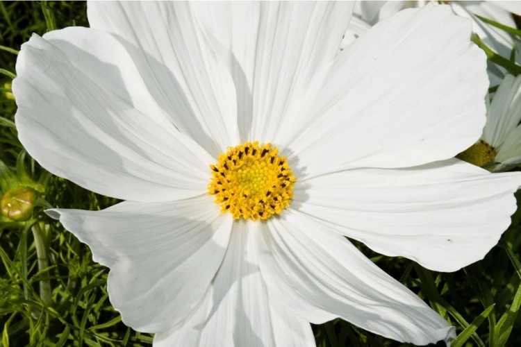 Significado De Sonhar Com Flores Brancas