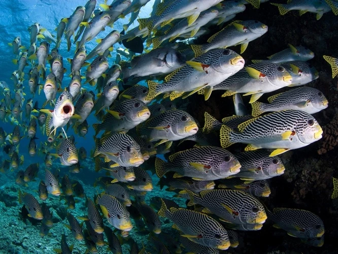 Significado De Sonhar Com Peixes Mortos