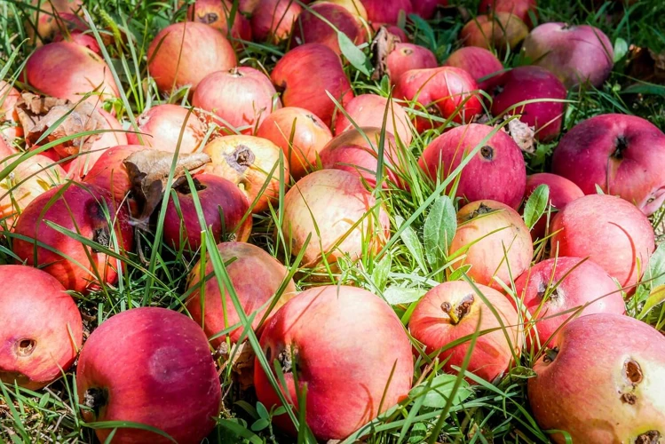 Significado Do Sonho Com Frutas Podres