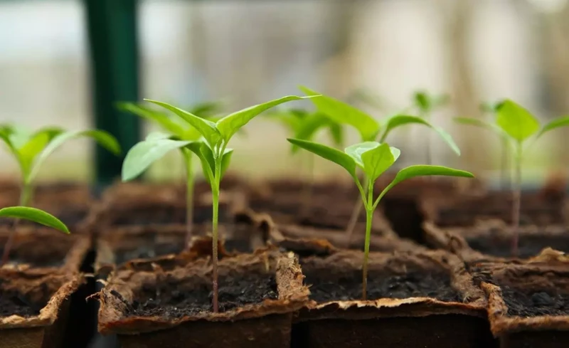 Significados De Sonhar Com Planta Crescendo