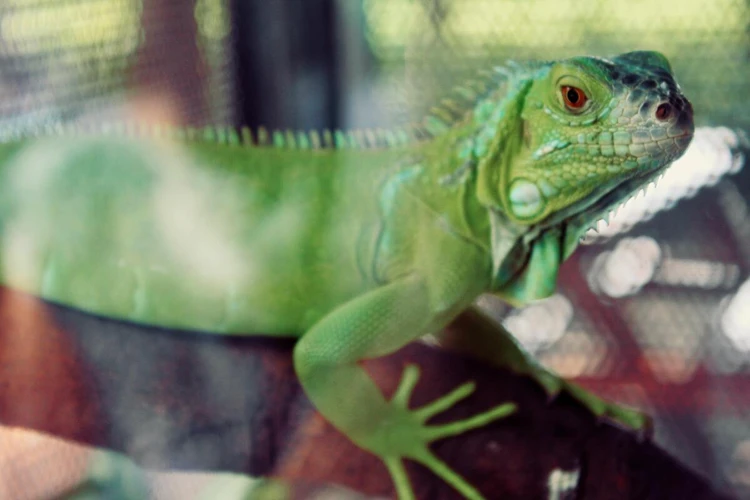 Significados Específicos Do Sonho Com Lagarto Grande