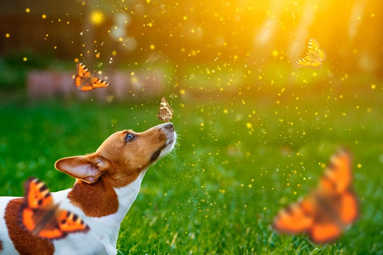 Simbolismo Dos Sonhos Com Matilha De Cachorros