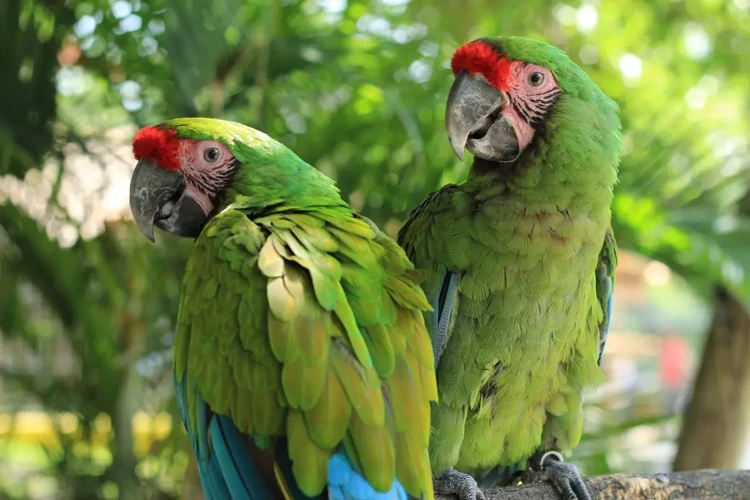 Simbologia Da Arara Verde Nos Sonhos