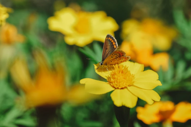 Sonhar Com Borboleta Preta E Amarela: Interpretações