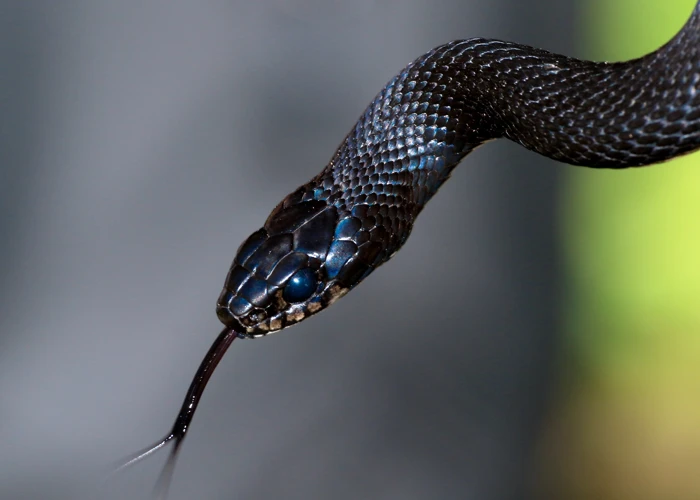 Sonhar Com Cobra Preta Grande E Grossa