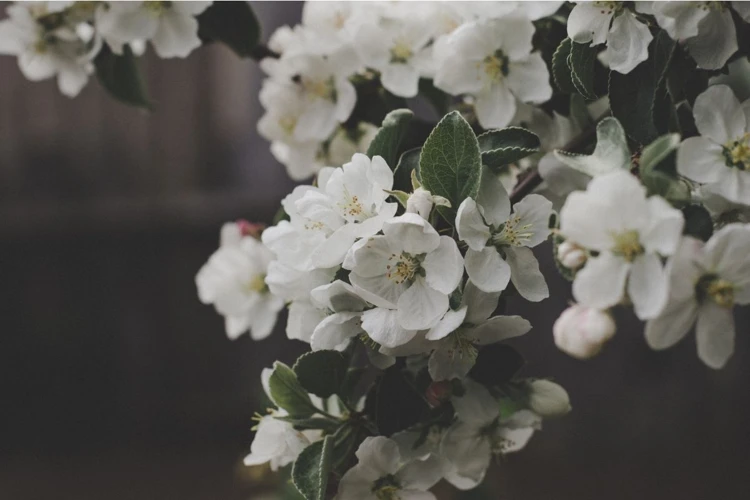 Variações De Sonhos Com Flores Brancas